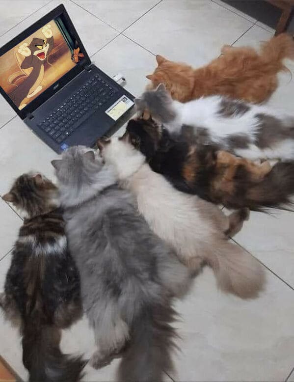 bd3c9 animal2b47