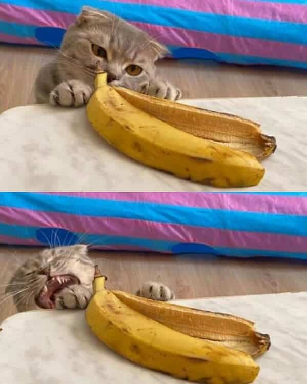 f138c animal2b30