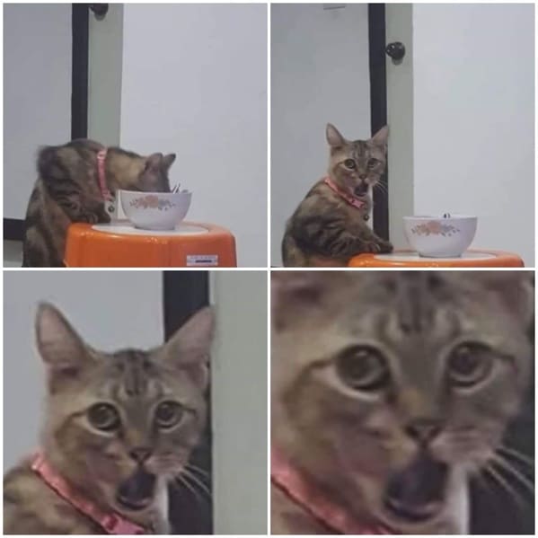f2df7 animal2b02