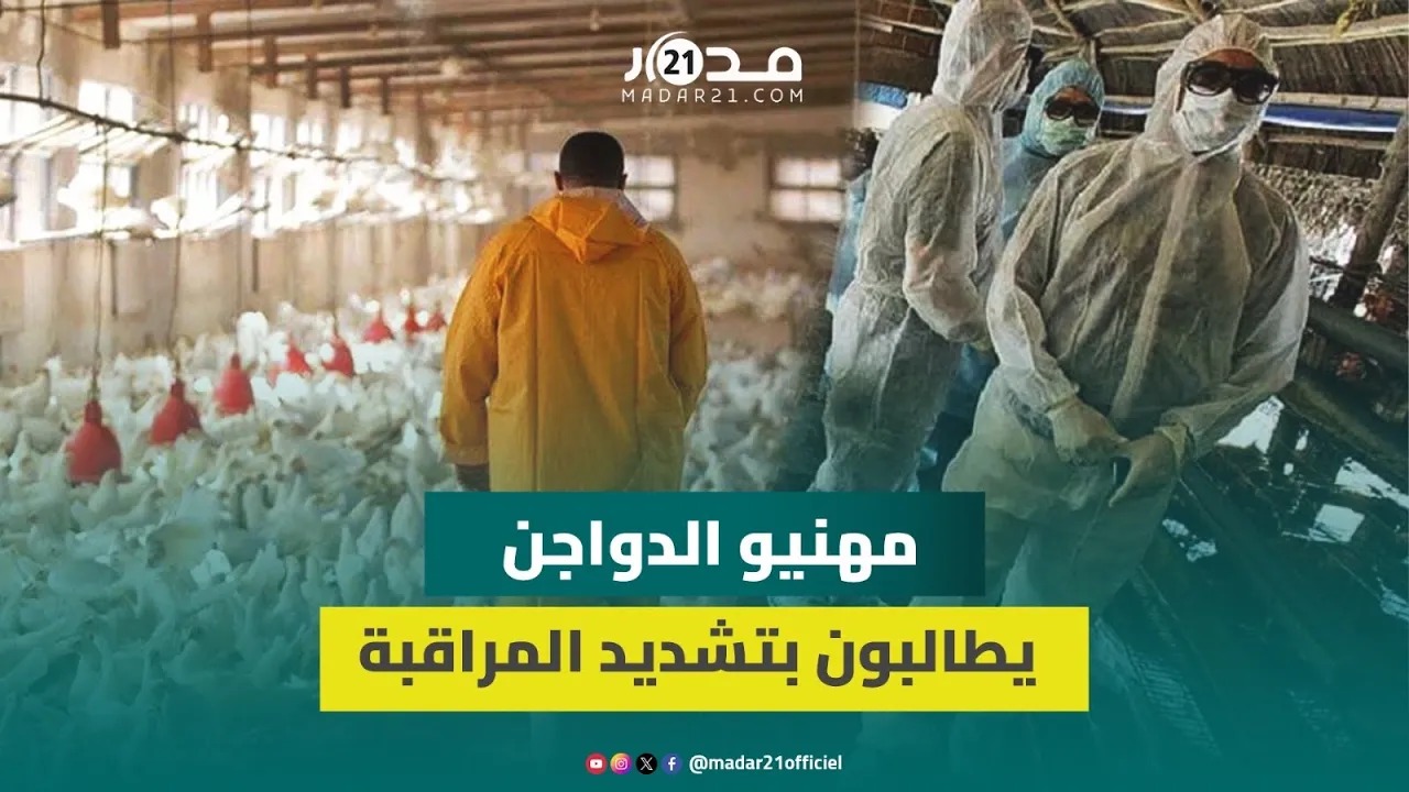 “الناس تقهرات بالغلاء”.. مهنيو الدواجن يطالبون بتشديد المراقبة والمحاسبة لتخفيض أسعار بيع الدجاج “الناس تقهرات بالغلاء”.. مهنيو الدواجن يطالبون بتشديد المراقبة والمحاسبة لتخفيض أسعار بيع الدجاج