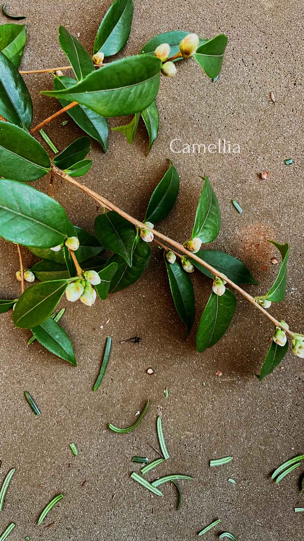 CAMELLIA