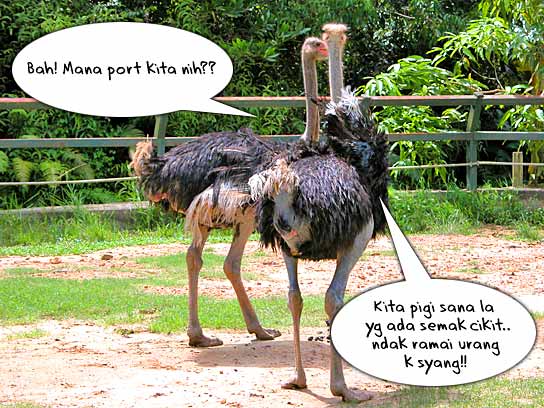 ostrich.jpg
