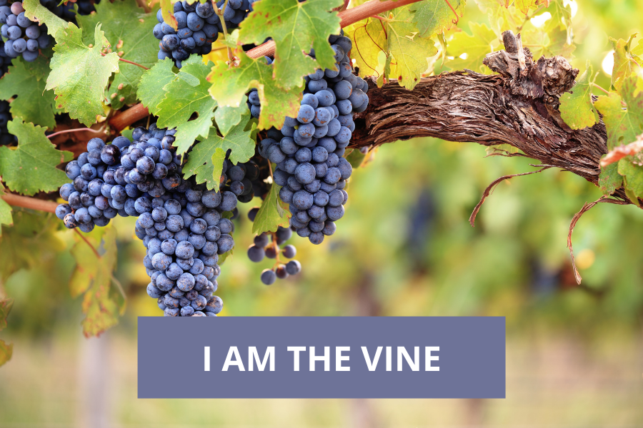 I am the vine