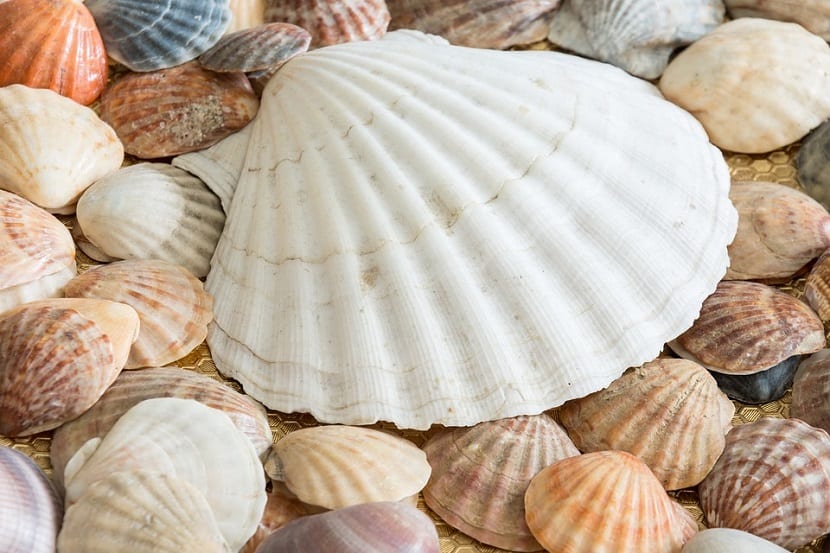 Mereka memutuskan untuk mencari komoditas laut yang mudah didapatkan Cara Membuat Diorama Laut Yang Sederhana Dan Menyeronokkan Sebagai Keluarga Ibu Hari Ini