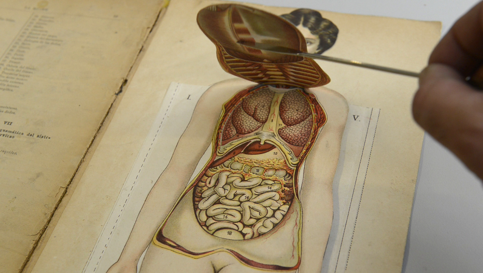 La mujer representación gráfica de su estructura en siete láminas sobrepuestas. Créditos: Bailly-Bailliere e hijos, Madrid-1909.