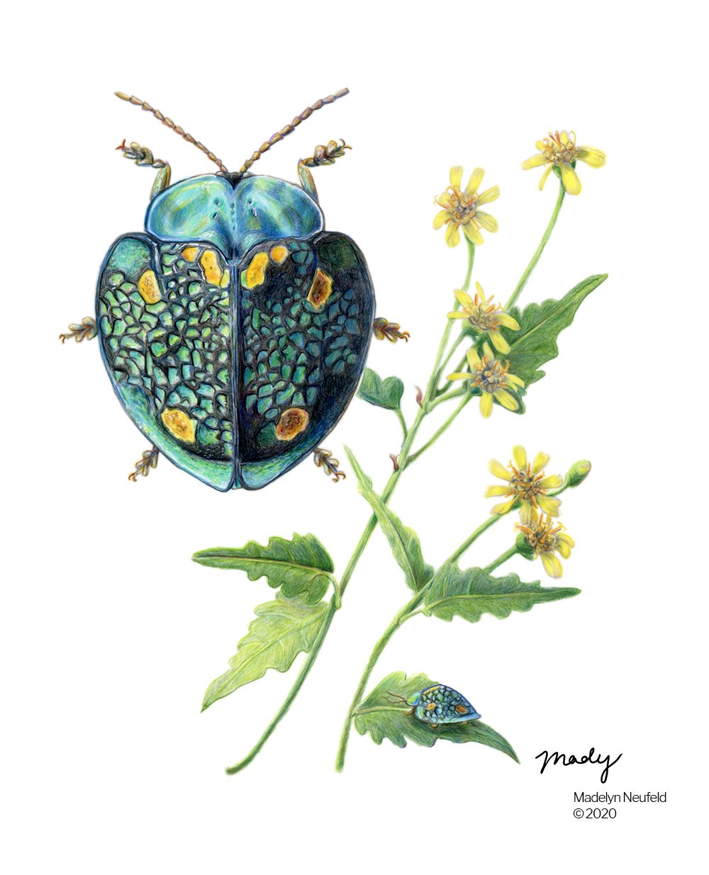 color science illustration madelyn neufeld