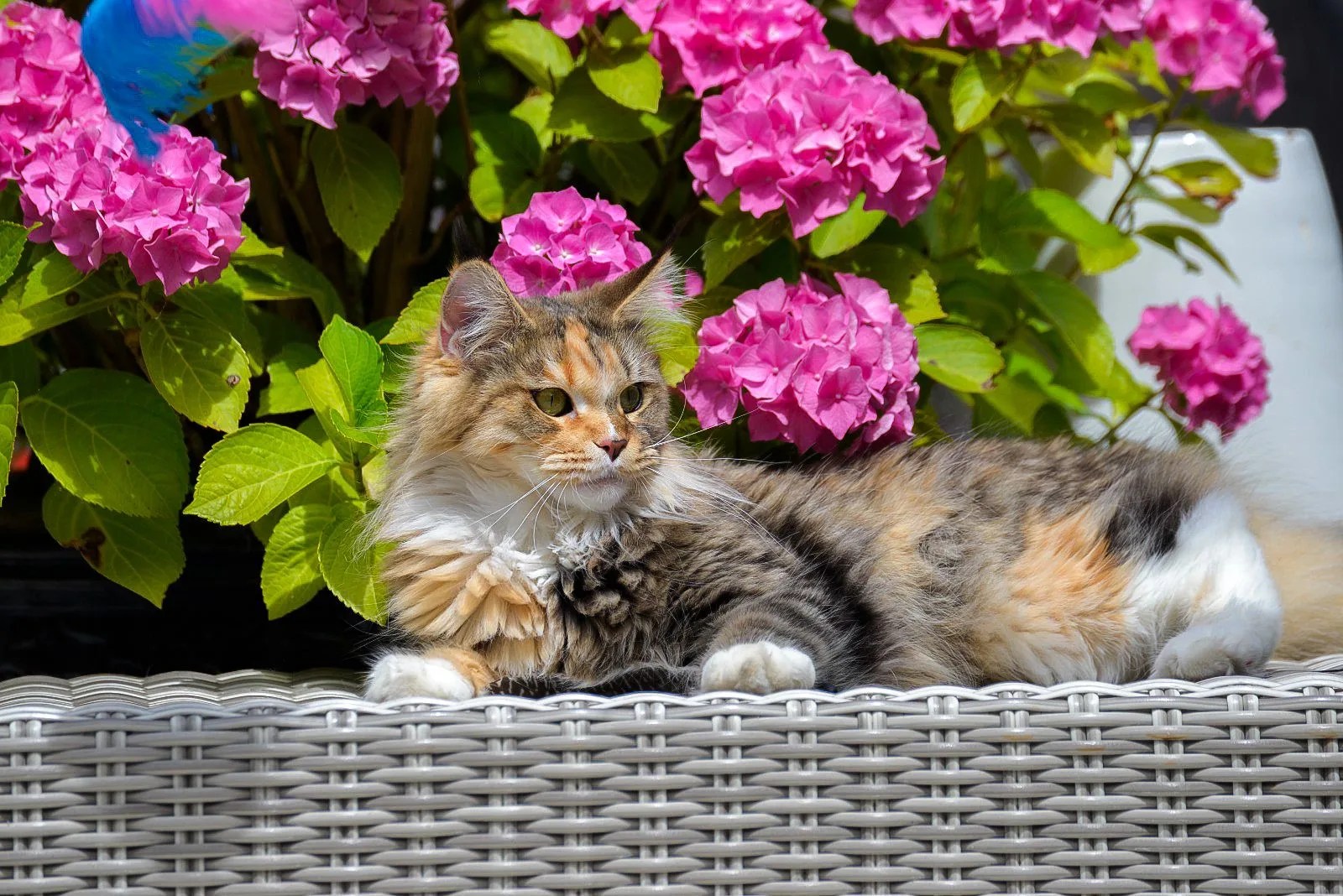 maine coon