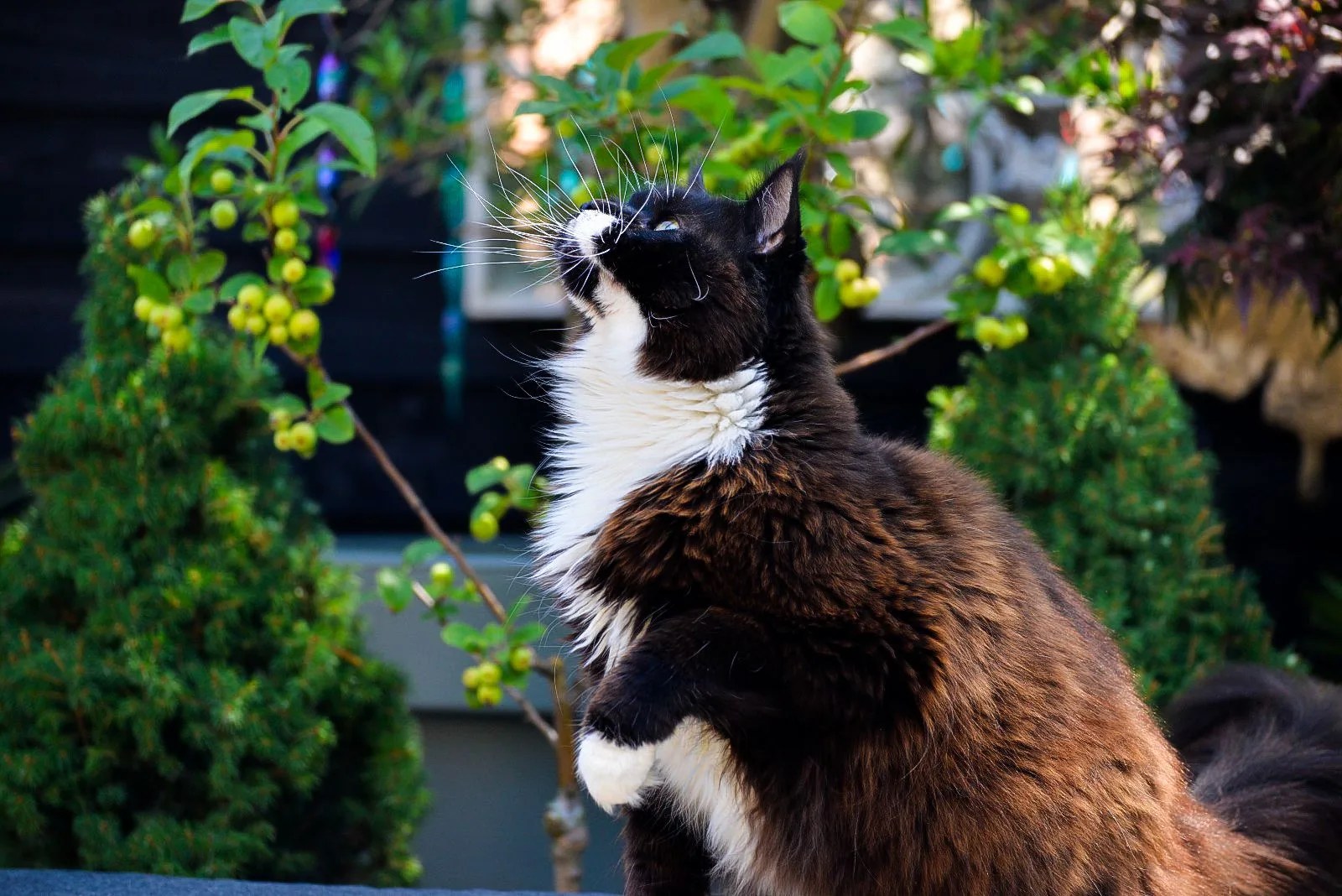WhatsApp Image 2024 07 07 at 15.24.26 7 jpeg - Maine Coon Cattery Mafa Coons
