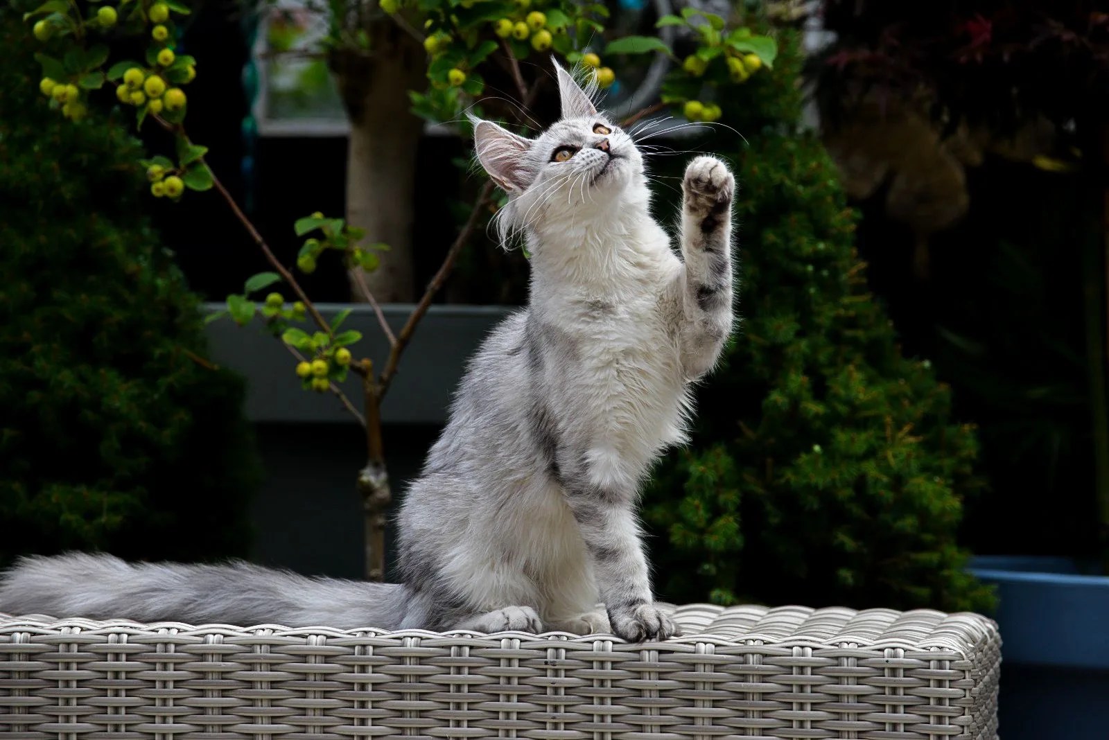 WhatsApp Image 2024 07 07 at 15.24.26 jpeg - Maine Coon Cattery Mafa Coons