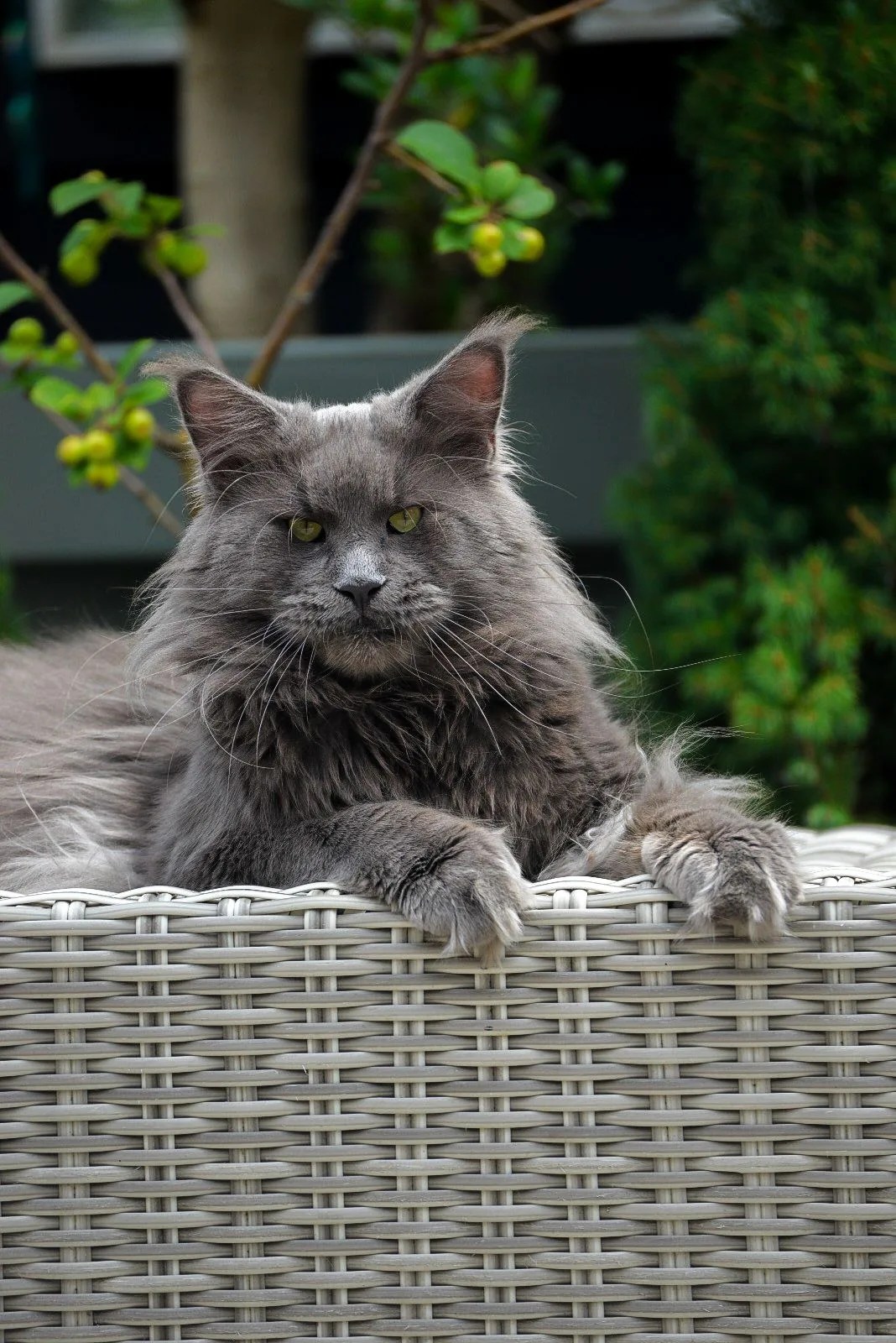 maine coon
