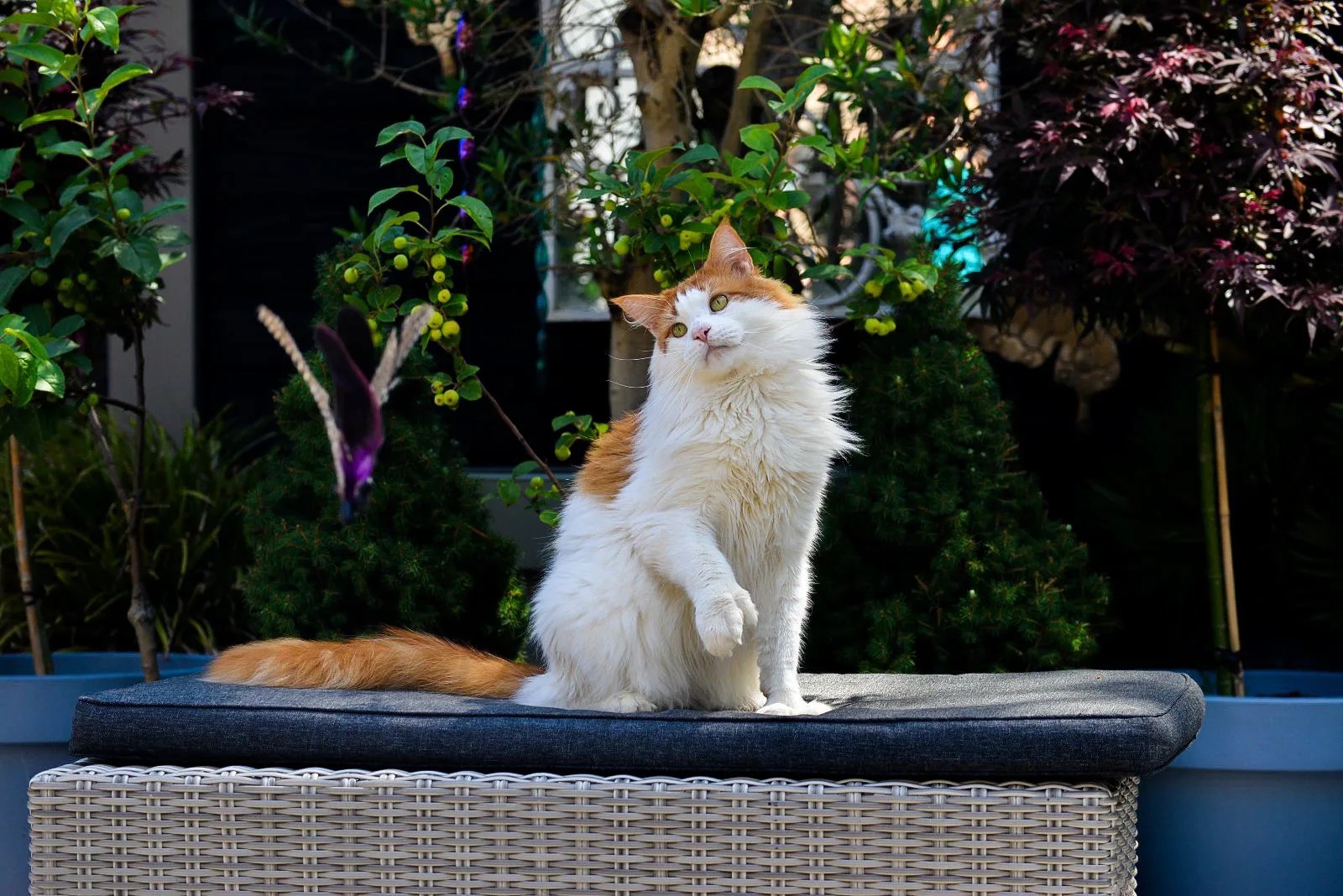 WhatsApp Image 2024 07 07 at 15.24.27 jpeg - Maine Coon Cattery Mafa Coons