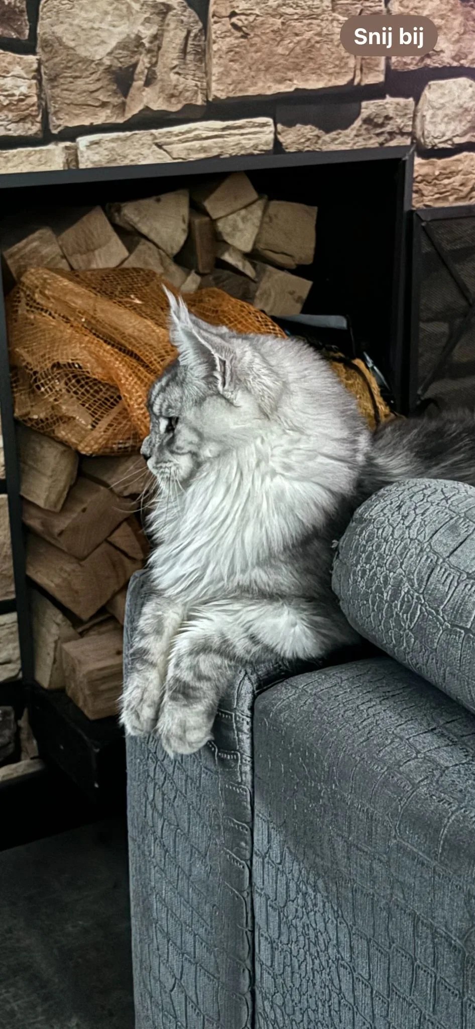 WhatsApp Image 2024 09 09 at 19.52.02 jpeg - Maine Coon Cattery Mafa Coons
