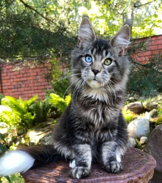 thumbnail image - Maine Coon Cattery Mafa Coons