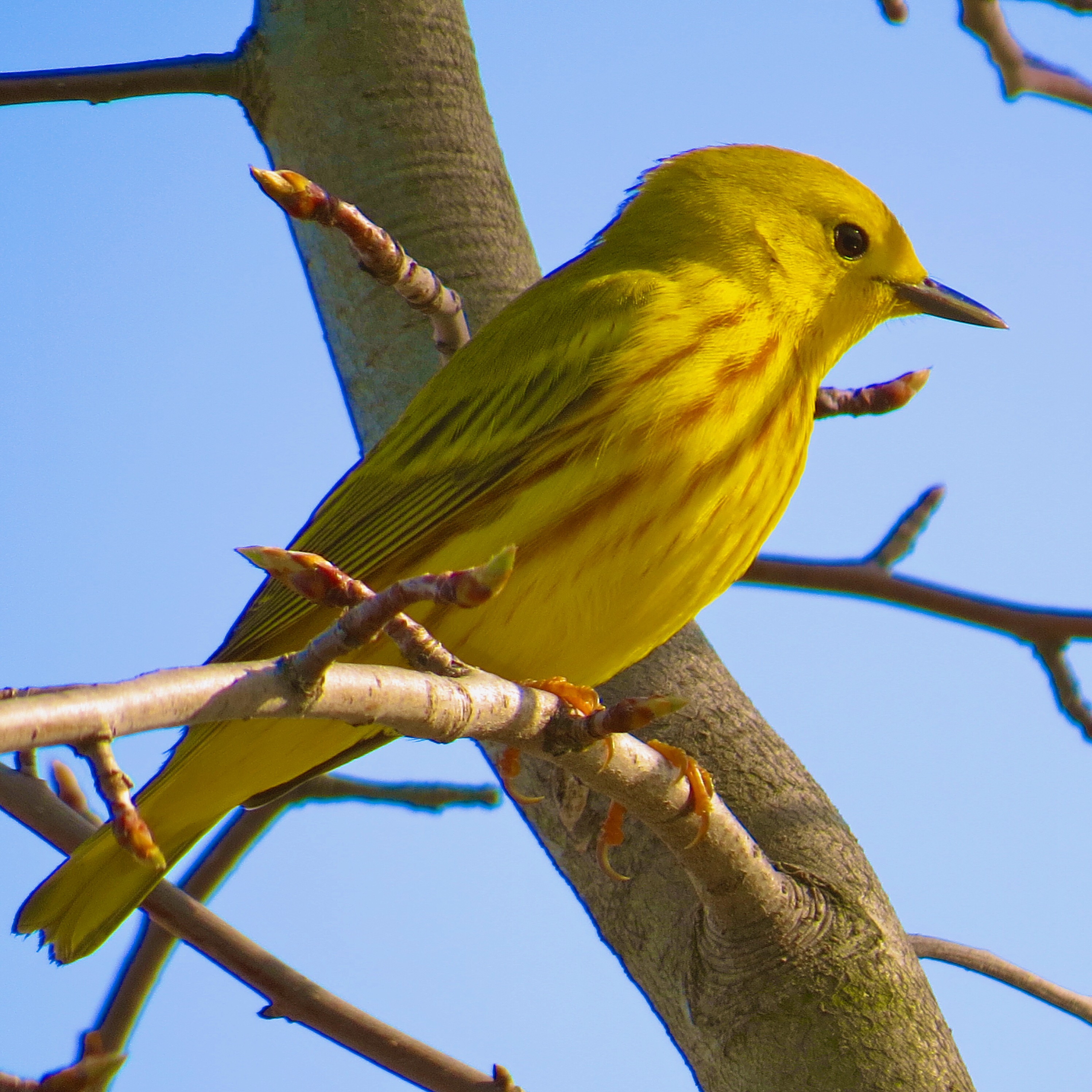 Yellow warbler