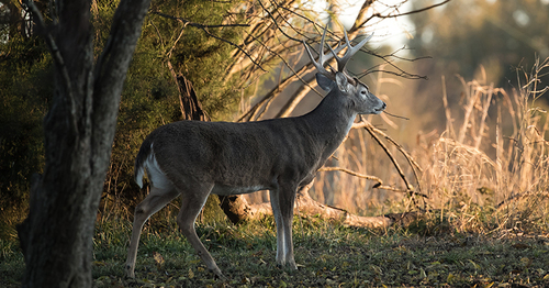 Apply for draw permits for deer, rabbit, and early season teal hunts