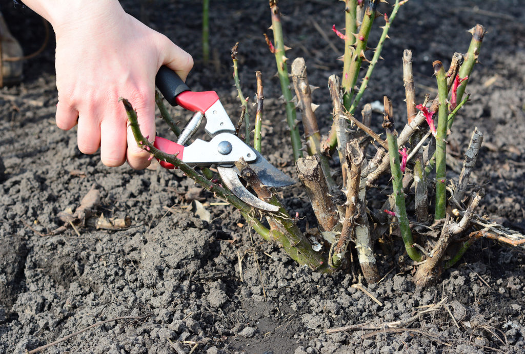 How to Prune Roses - Rose Notes