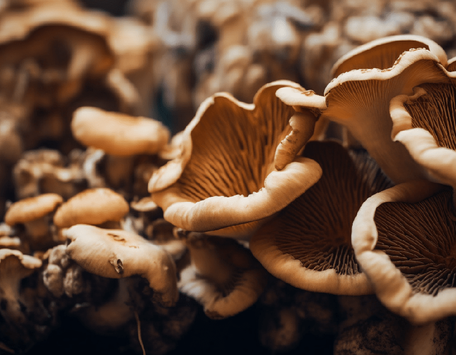 The freaky magic of enigma mushrooms