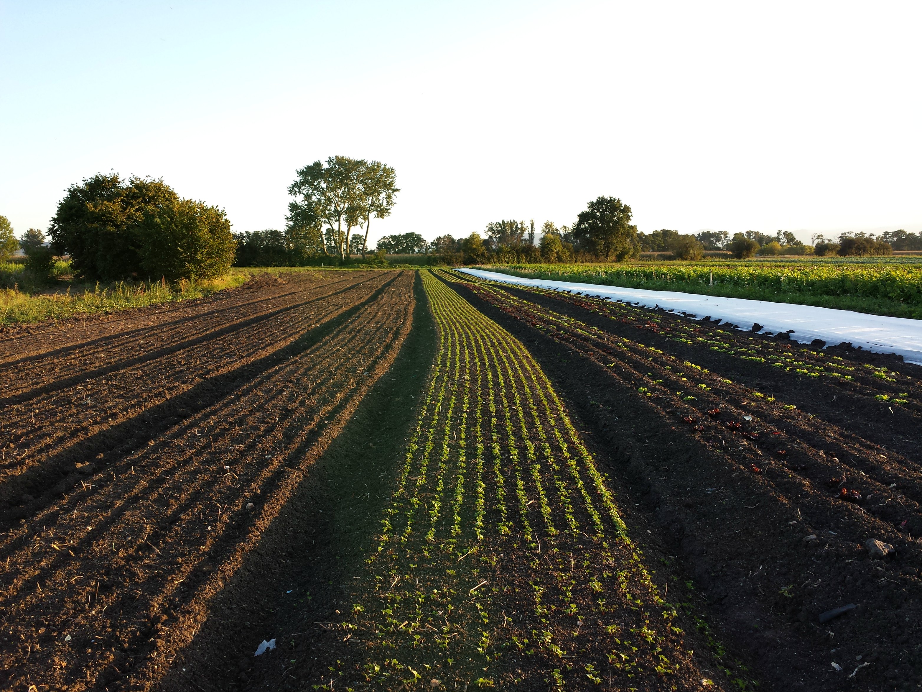Le Guide Terre Vivante Du Potager Bio Cultiver Soigner Conserver By Jean Paul Thorez