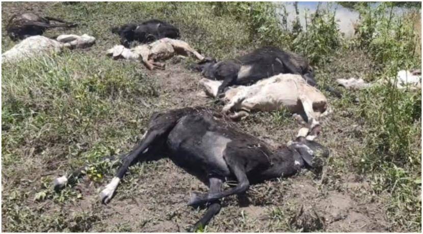 परभणीत रेकॉर्डब्रेक पाऊस; २३३ मेंढ्या वाहून गेल्या