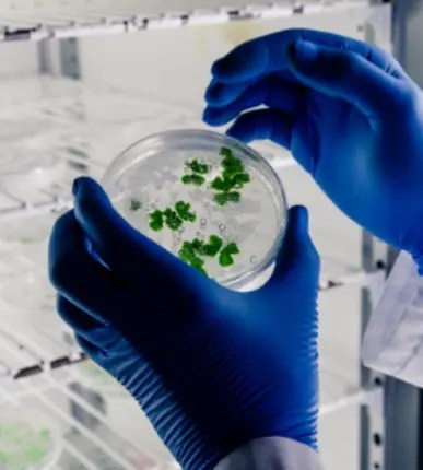 Pharmaceutical Biotechnology PhD Programme in Center for Life Sciences