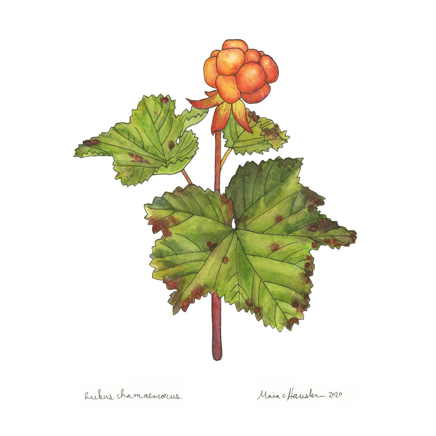 cloudberry
