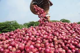 NOPPMAN – Nigeria can generate $420m annually from onion export