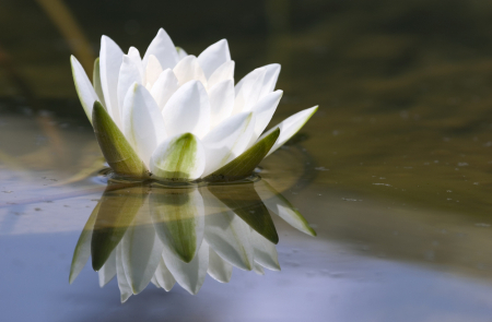 our ability to prophesy is produced through the daily enjoyment of Christ