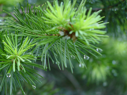 we have an organic union with our evergreen, fresh, and forever new God!