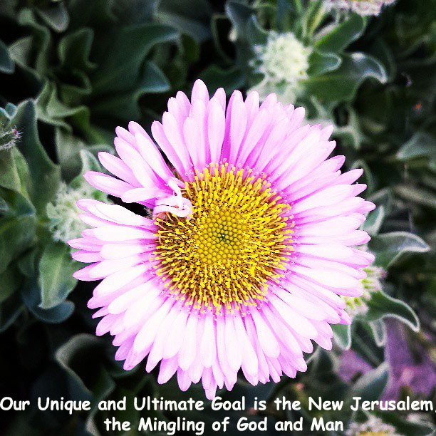 Our Unique and Ultimate Goal is the New Jerusalem, the Mingling of God and Man