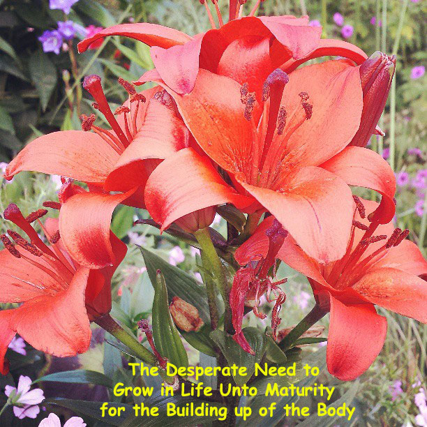 The Desperate Need to Grow in Life Unto Maturity for the Building up of the Body