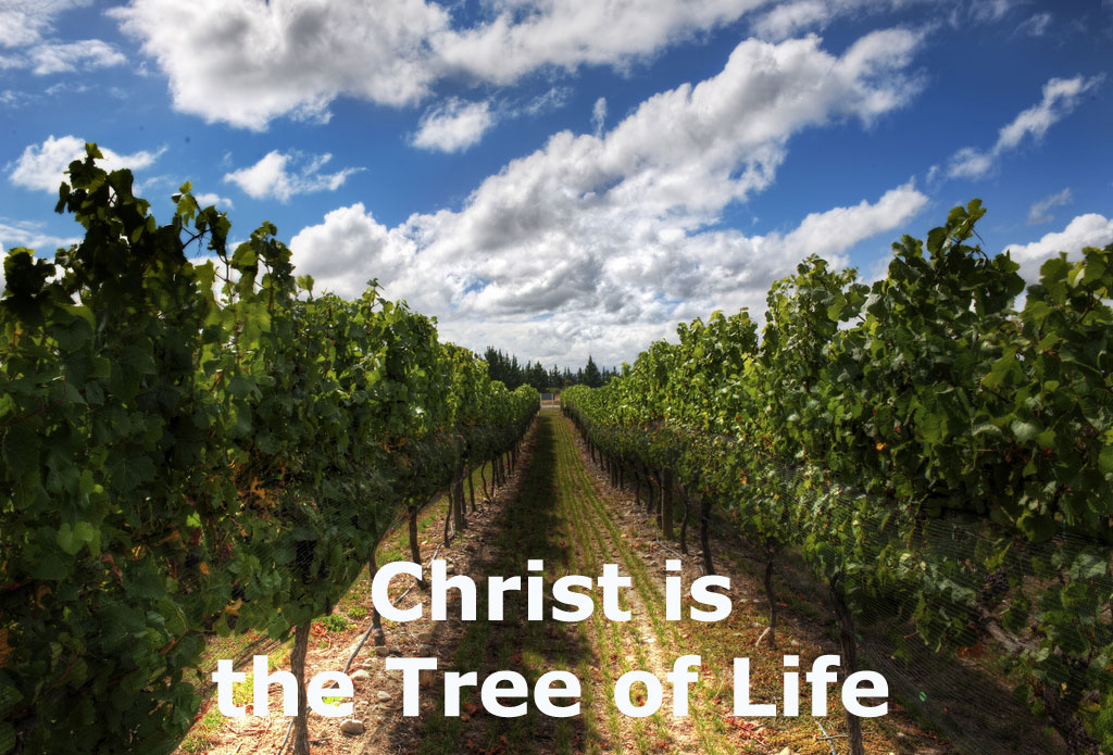 The Tree of Life in the Bible: its Identity, Enjoyment, Operation, and Ministry. Christ is the Tree of Life!