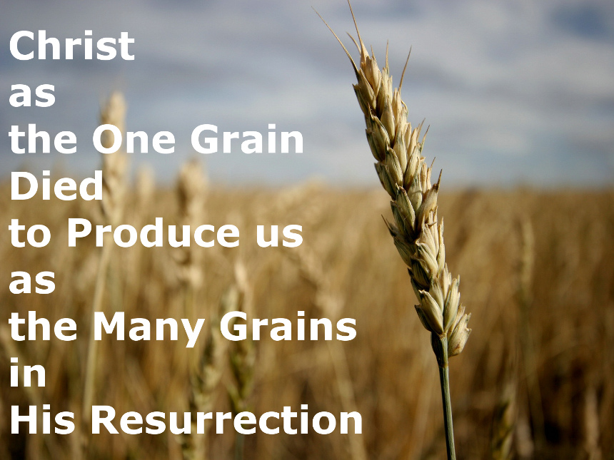 Christ as the One Grain Died to Produce us as the Many Grains in His Resurrection