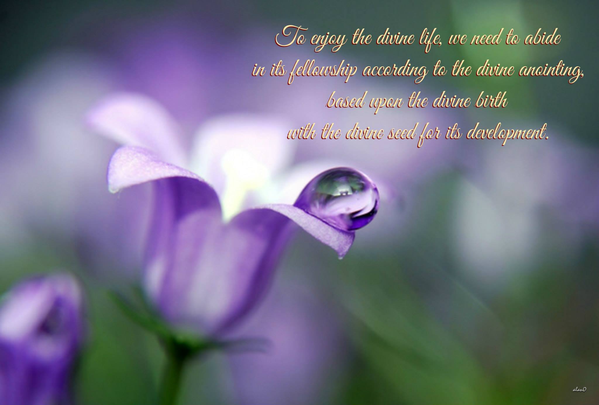 To enjoy the divine life, we need to abide in its fellowship according to the divine anointing, based upon the divine birth with the divine seed for its development.