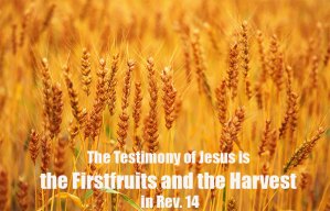 The Testimony of Jesus is the Firstfruits and the Harvest in Rev. 14