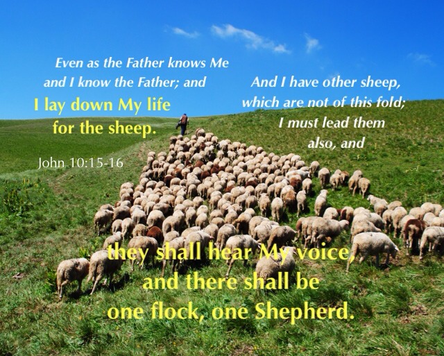 Christ Laid Down His Soul Life so that We may Enjoy His Divine Life for the Church (see John 10:15, 16)
