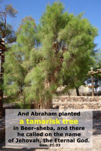 Gen. 21:33, And Abraham planted a tamarisk tree in Beer-sheba, and there he called on the name of Jehovah, the Eternal God.