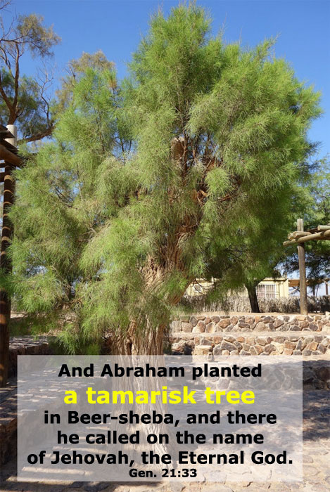 Gen. 21:33, And Abraham planted a tamarisk tree in Beer-sheba, and there he called on the name of Jehovah, the Eternal God.