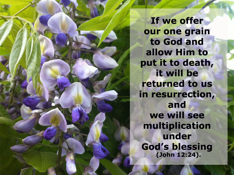 If we offer our one grain to God and allow Him to put it to death, it will be returned to us in resurrection, and we will see multiplication under God’s blessing