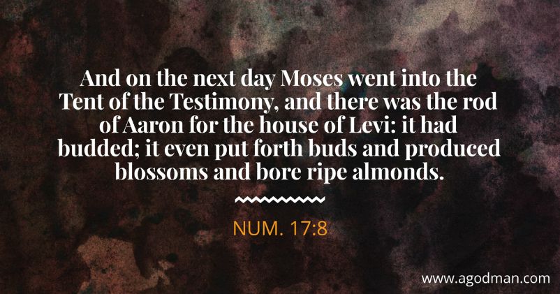 Num. 17:8 And on the next day Moses went into the Tent of the Testimony, and there was the rod of Aaron for the house of Levi: it had budded; it even put forth buds and produced blossoms and bore ripe almonds.