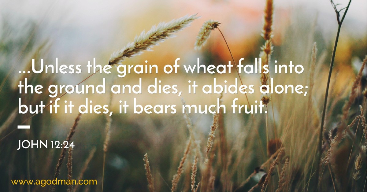 John 12:24 ...Unless the grain of wheat falls into the ground and dies, it abides alone; but if it dies, it bears much fruit.