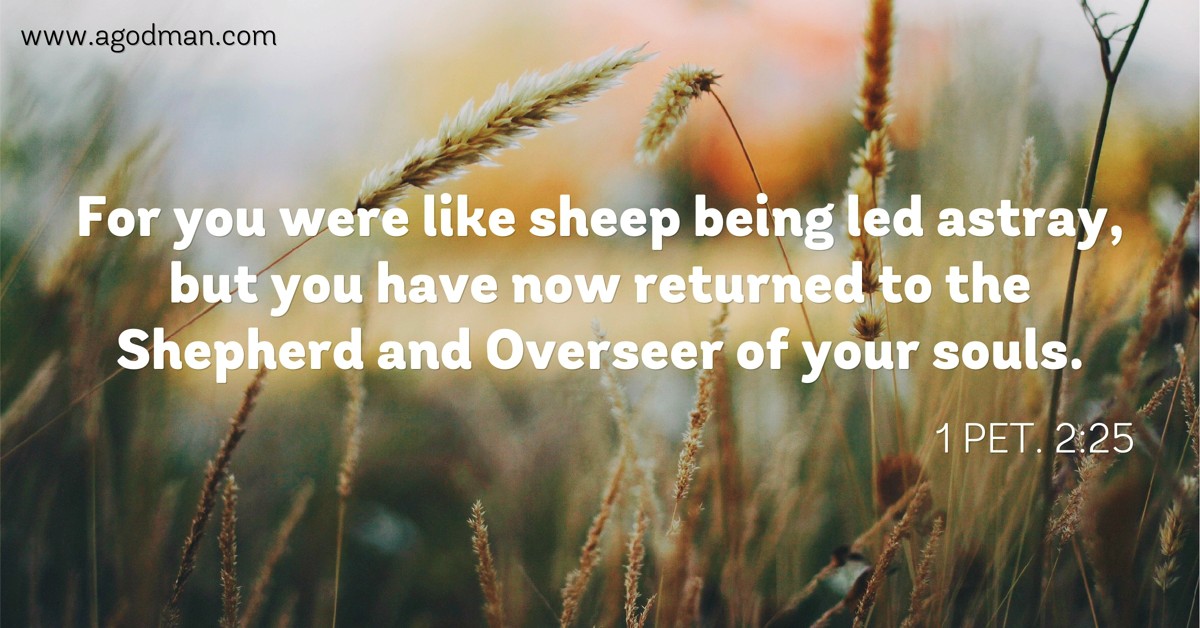 1 Pet. 2:25 For you were like sheep being led astray, but you have now returned to the Shepherd and Overseer of your souls.