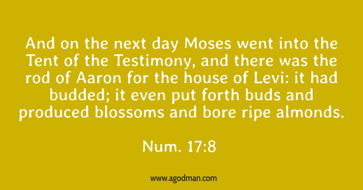 Num. 17:8 And on the next day Moses went into the Tent of the Testimony, and there was the rod of Aaron for the house of Levi: it had budded; it even put forth buds and produced blossoms and bore ripe almonds.