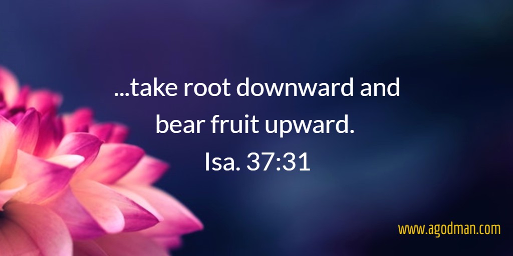 ...take root downward and bear fruit upward. Isa. 37:31