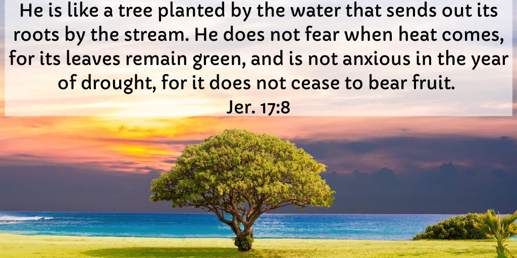 He is like a tree planted by the water that sends out its roots by the stream. He does not fear when heat comes, for its leaves remain green, and is not anxious in the year of drought, for it does not cease to bear fruit. Jer. 17:8