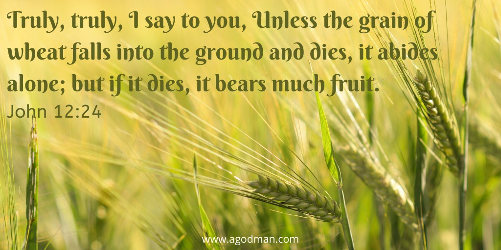 Truly, truly, I say to you, Unless the grain of wheat falls into the ground and dies, it abides alone; but if it dies, it bears much fruit. John 12:24