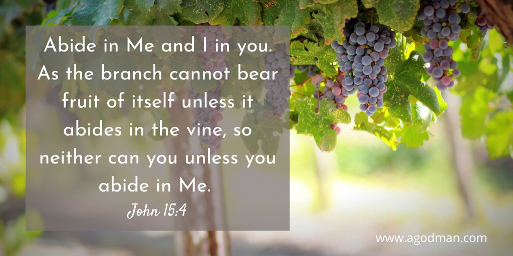 Abide in Me and I in you. As the branch cannot bear fruit of itself unless it abides in the vine, so neither can you unless you abide in Me. John 15:4