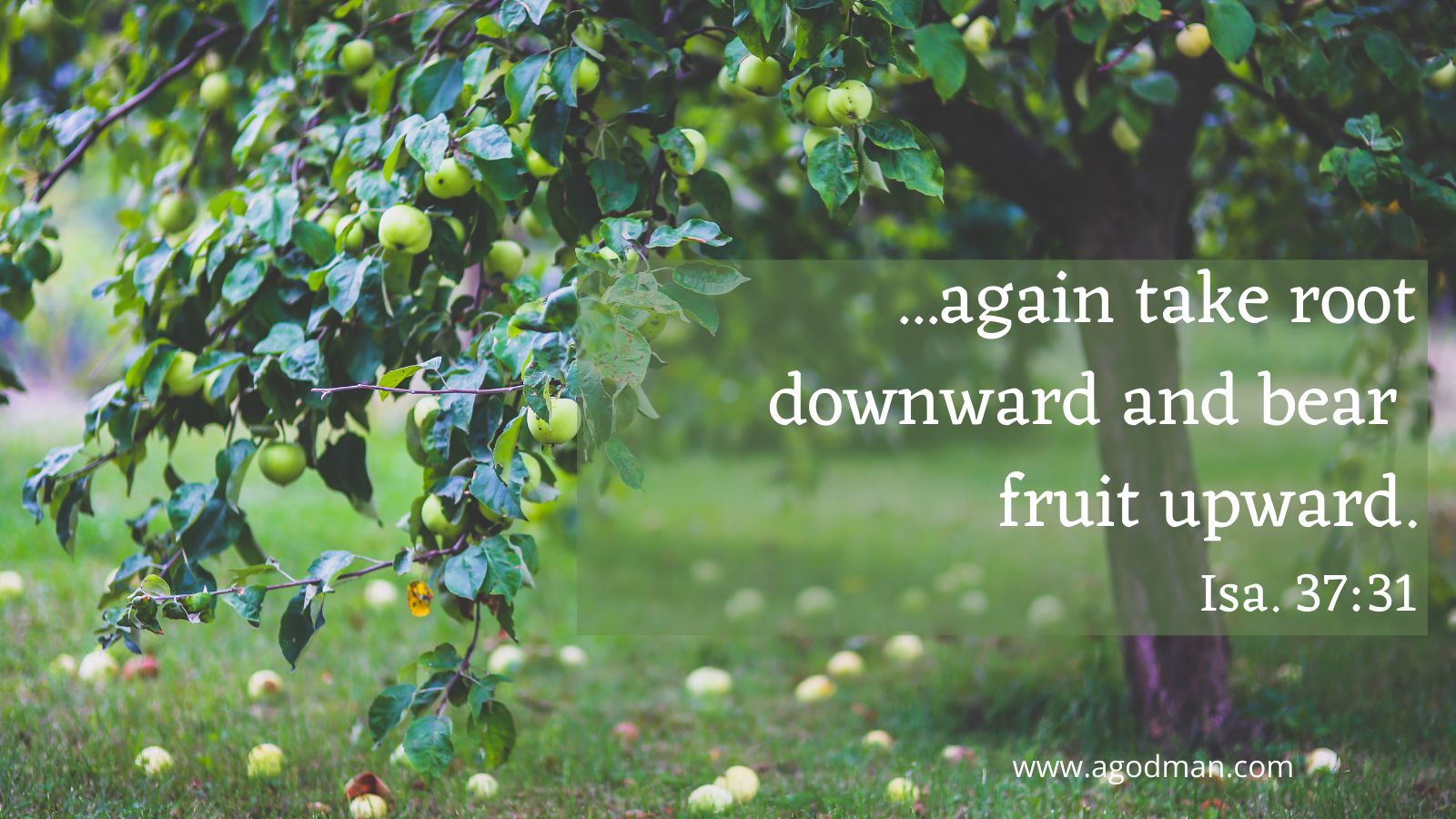 ...again take root downward and bear fruit upward. Isa. 37:31