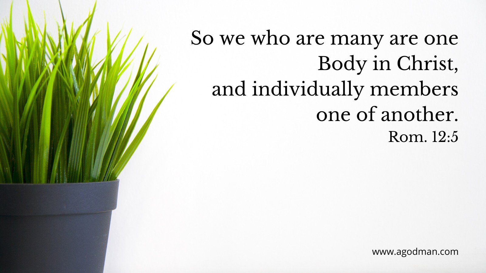 So we who are many are one Body in Christ, and individually members one of another. Rom. 12:5
