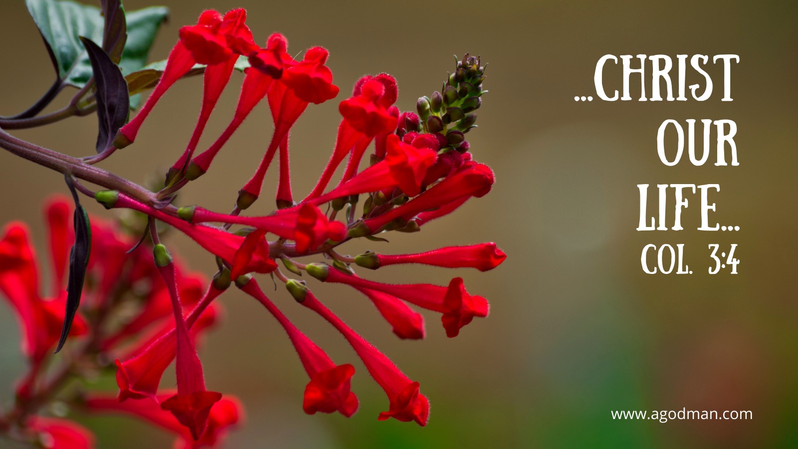 ...Christ our life... Col. 3:4