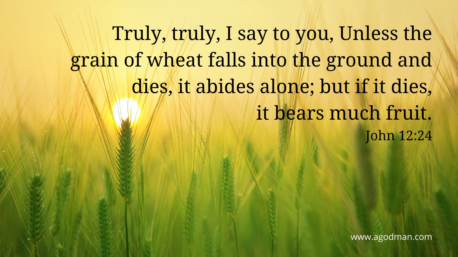 Truly, truly, I say to you, Unless the grain of wheat falls into the ground and dies, it abides alone; but if it dies, it bears much fruit. John 12:24